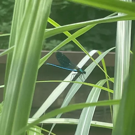 Lisiacik Casa vacanze Tajov